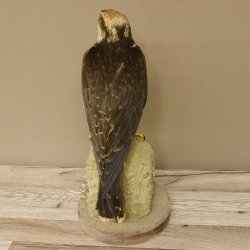 Lannerfalke Präparat Falke präpariert Tierpräparat taxidermy mit Genehmigung zum Verkauf