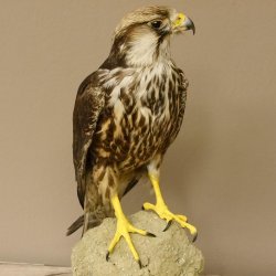 Lannerfalke Präparat Falke präpariert Tierpräparat taxidermy mit Genehmigung zum Verkauf