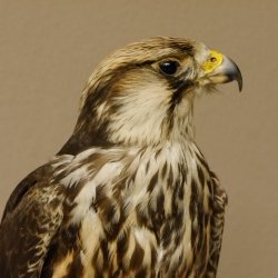 Lannerfalke Präparat Falke präpariert Tierpräparat taxidermy mit Genehmigung zum Verkauf