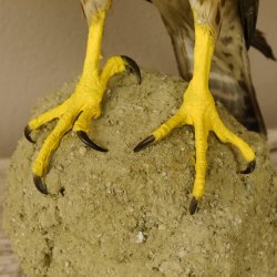 Lannerfalke Präparat Falke präpariert Tierpräparat taxidermy mit Genehmigung zum Verkauf