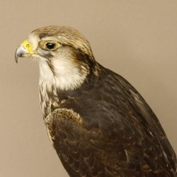 Lannerfalke Präparat Falke präpariert Tierpräparat taxidermy mit Genehmigung zum Verkauf