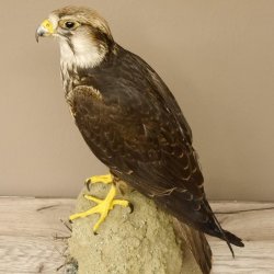 Lannerfalke Präparat Falke präpariert Tierpräparat taxidermy mit Genehmigung zum Verkauf