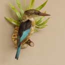 Streifenliest Vogel Präparat taxidermy Tierpräparat mit Genehmigung zur Vermarktung