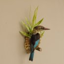 Streifenliest Vogel Präparat taxidermy Tierpräparat mit Genehmigung zur Vermarktung