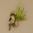 Streifenliest Vogel Präparat taxidermy Tierpräparat mit Genehmigung zur Vermarktung