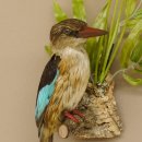 Streifenliest Vogel Präparat taxidermy Tierpräparat mit Genehmigung zur Vermarktung