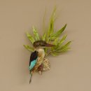 Streifenliest Vogel Präparat taxidermy Tierpräparat mit Genehmigung zur Vermarktung