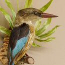 Streifenliest Vogel Präparat taxidermy Tierpräparat mit Genehmigung zur Vermarktung