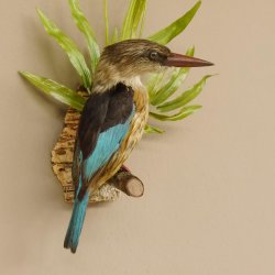 Streifenliest Vogel Präparat taxidermy Tierpräparat mit Genehmigung zur Vermarktung