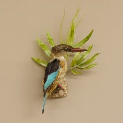 Streifenliest Vogel Präparat taxidermy Tierpräparat mit Genehmigung zur Vermarktung