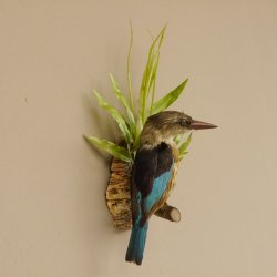 Streifenliest Vogel Präparat taxidermy Tierpräparat mit Genehmigung zur Vermarktung