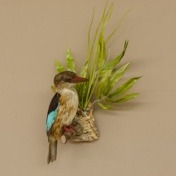 Streifenliest Vogel Präparat taxidermy Tierpräparat mit Genehmigung zur Vermarktung