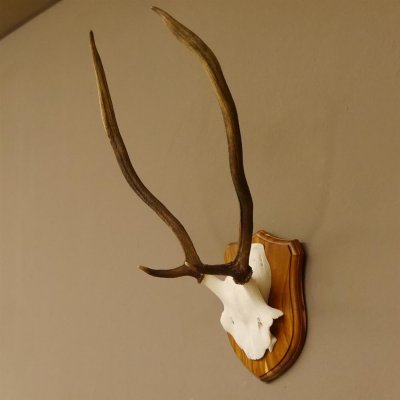 Red deer antlers, point deer, height 61 cm, deer antlers trophy plaque 70.869