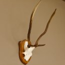 Red deer antlers, point deer, height 61 cm, deer antlers trophy plaque 70.869