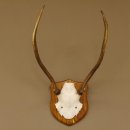 Red deer antlers, point deer, height 61 cm, deer antlers trophy plaque 70.869