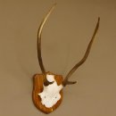 Red deer antlers, point deer, height 61 cm, deer antlers trophy plaque 70.869