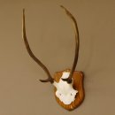 Red deer antlers, point deer, height 61 cm, deer antlers trophy plaque 70.869