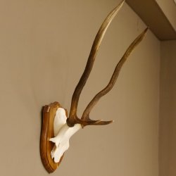 Red deer antlers, point deer, height 61 cm, deer antlers trophy plaque 70.869