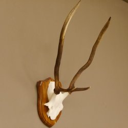 Red deer antlers, point deer, height 61 cm, deer antlers trophy plaque 70.869