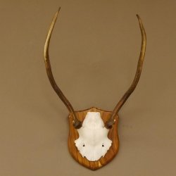 Red deer antlers, point deer, height 61 cm, deer antlers trophy plaque 70.869