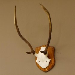 Red deer antlers, point deer, height 61 cm, deer antlers trophy plaque 70.869