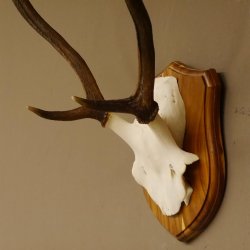 Red deer antlers, point deer, height 61 cm, deer antlers trophy plaque 70.869