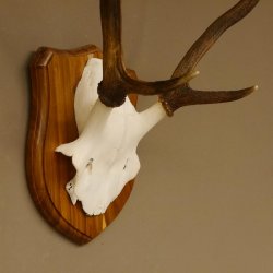 Red deer antlers, point deer, height 61 cm, deer antlers trophy plaque 70.869