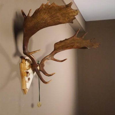 Damhirsch hochkapital Goldauszeichnung Hirsch Geweih Höhe 64 cm auf Trophäenschild 72.448