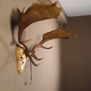 Damhirsch hochkapital Goldauszeichnung Hirsch Geweih Höhe 64 cm auf Trophäenschild 72.448