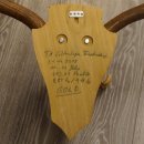 Damhirsch hochkapital Goldauszeichnung Hirsch Geweih Höhe 64 cm auf Trophäenschild 72.448