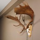 Damhirsch hochkapital Goldauszeichnung Hirsch Geweih Höhe 64 cm auf Trophäenschild 72.448