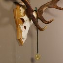 Damhirsch hochkapital Goldauszeichnung Hirsch Geweih Höhe 64 cm auf Trophäenschild 72.448