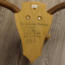 Damhirsch hochkapital Goldauszeichnung Hirsch Geweih Höhe 64 cm auf Trophäenschild 72.448