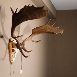 Damhirsch hochkapital Goldauszeichnung Hirsch Geweih Höhe 64 cm auf Trophäenschild 72.448