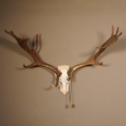 Damhirsch hochkapital Goldauszeichnung Hirsch Geweih Höhe 64 cm auf Trophäenschild 72.448