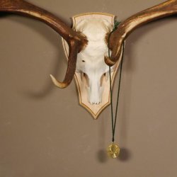 Damhirsch hochkapital Goldauszeichnung Hirsch Geweih Höhe 64 cm auf Trophäenschild 72.448