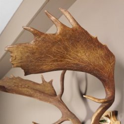 Damhirsch hochkapital Goldauszeichnung Hirsch Geweih Höhe 64 cm auf Trophäenschild 72.448