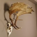 Damhirsch Hirsch Geweih Dam sehr stark Höhe 63 cm 72.453