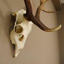 Damhirsch Hirsch Geweih Dam sehr stark Höhe 63 cm 72.453