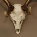 Damhirsch Hirsch Geweih Dam sehr stark Höhe 63 cm 72.453