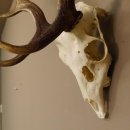 Damhirsch Hirsch Geweih Dam sehr stark Höhe 63 cm 72.453