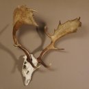 Damhirsch Hirsch Geweih Dam sehr stark Höhe 63 cm 72.453