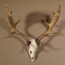 Damhirsch Hirsch Geweih Dam sehr stark Höhe 63 cm 72.453