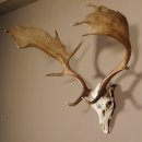 Damhirsch Hirsch Geweih Dam sehr stark Höhe 63 cm 72.453