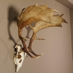 Damhirsch Hirsch Geweih Dam sehr stark Höhe 63 cm 72.453