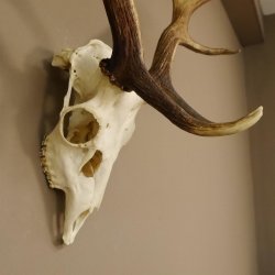 Damhirsch Hirsch Geweih Dam sehr stark Höhe 63 cm 72.453