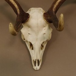 Damhirsch Hirsch Geweih Dam sehr stark Höhe 63 cm 72.453