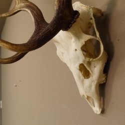 Damhirsch Hirsch Geweih Dam sehr stark Höhe 63 cm 72.453