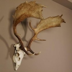 Damhirsch Hirsch Geweih Dam sehr stark Höhe 63 cm 72.453