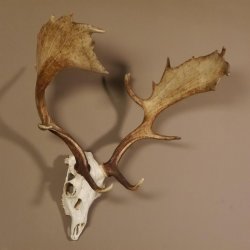 Damhirsch Hirsch Geweih Dam sehr stark Höhe 63 cm 72.453